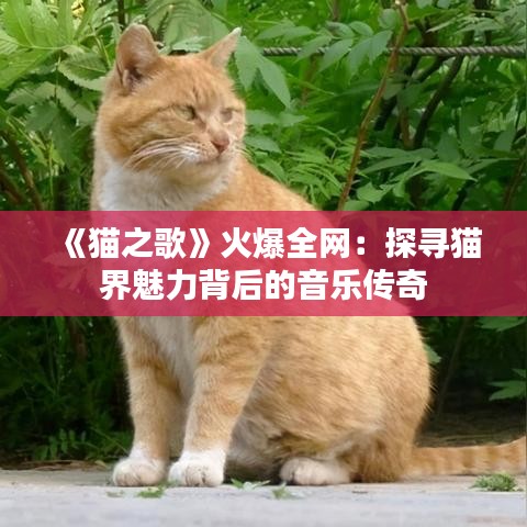 《猫之歌》火爆全网：探寻猫界魅力背后的音乐传奇
