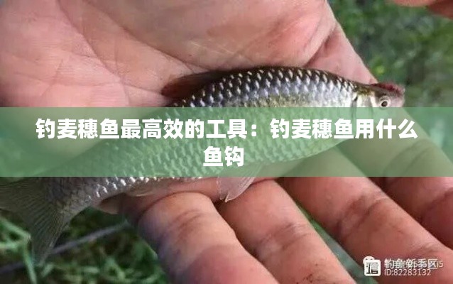 钓麦穗鱼最高效的工具：钓麦穗鱼用什么鱼钩 