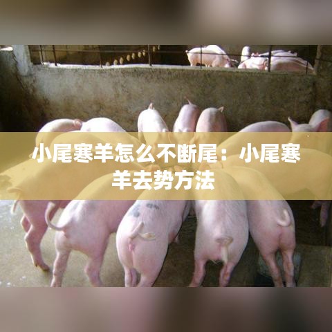 小尾寒羊怎么不断尾：小尾寒羊去势方法 