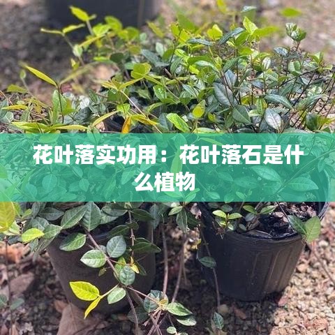 贵人善忘 第2页