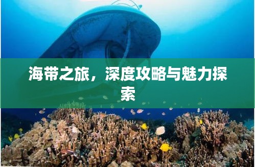 海带之旅，深度攻略与魅力探索