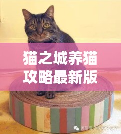 猫之城养猫攻略最新版秘籍，轻松成为养猫达人！