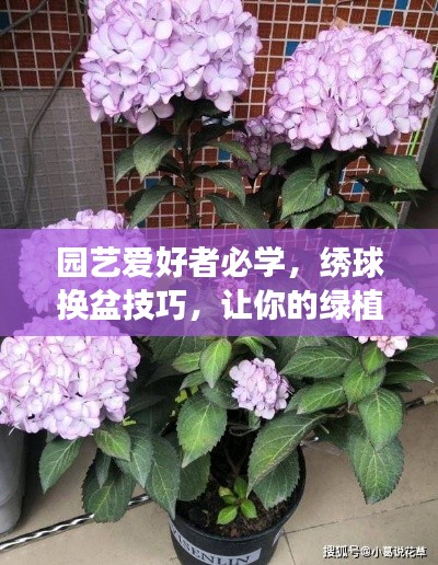 园艺爱好者必学，绣球换盆技巧，让你的绿植茁壮成长！