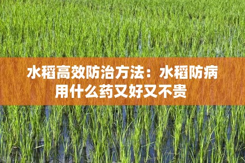 水稻高效防治方法：水稻防病用什么药又好又不贵 