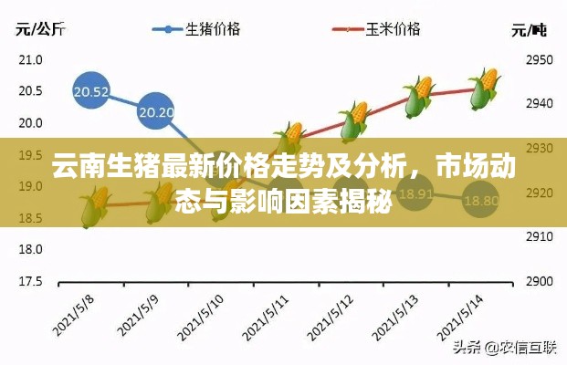云南生猪最新价格走势及分析，市场动态与影响因素揭秘