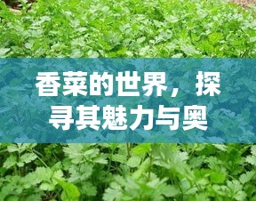 香菜的世界，探寻其魅力与奥秘