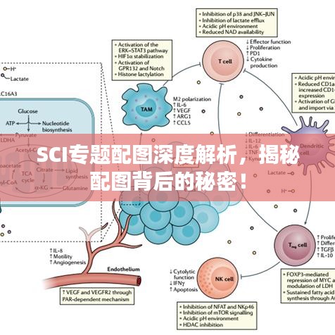 SCI专题配图深度解析，揭秘配图背后的秘密！