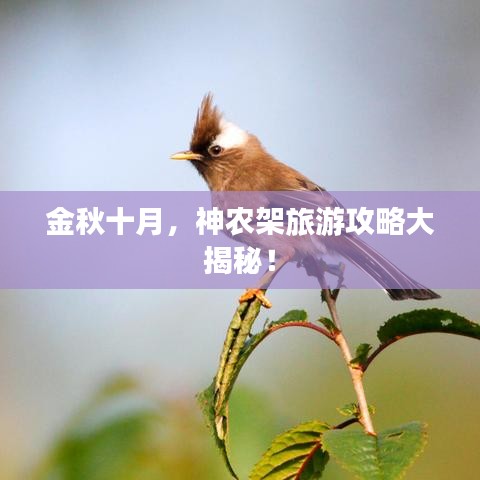 金秋十月，神农架旅游攻略大揭秘！