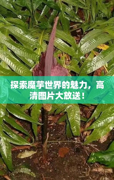 探索魔芋世界的魅力，高清图片大放送！
