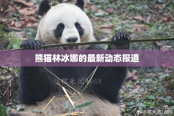熊猫林冰娜的最新动态报道