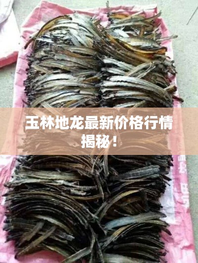 玉林地龙最新价格行情揭秘！
