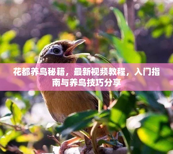 花都养鸟秘籍，最新视频教程，入门指南与养鸟技巧分享