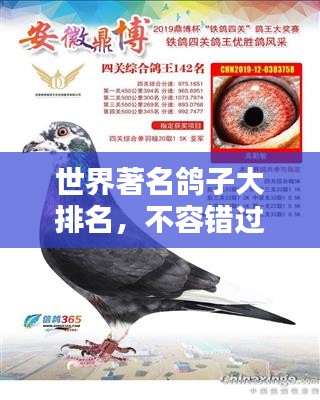 世界著名鸽子大排名，不容错过的鸽子榜单！