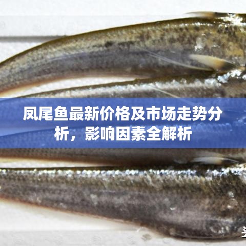 凤尾鱼最新价格及市场走势分析，影响因素全解析