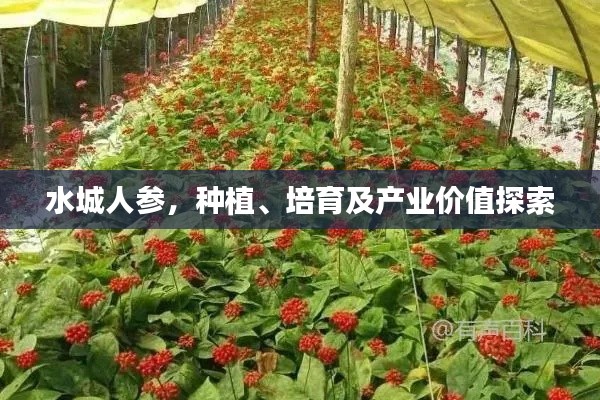 水城人参，种植、培育及产业价值探索