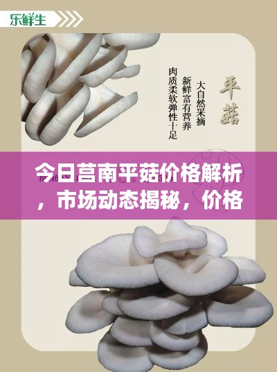 今日莒南平菇价格解析，市场动态揭秘，价格走势大揭秘