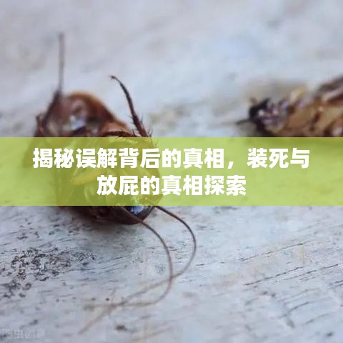 揭秘误解背后的真相，装死与放屁的真相探索