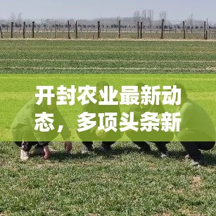 开封农业最新动态，多项头条新闻抢鲜看！