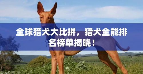 全球猎犬大比拼，猎犬全能排名榜单揭晓！
