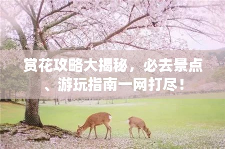 赏花攻略大揭秘，必去景点、游玩指南一网打尽！