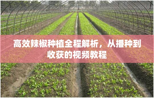 高效辣椒种植全程解析，从播种到收获的视频教程
