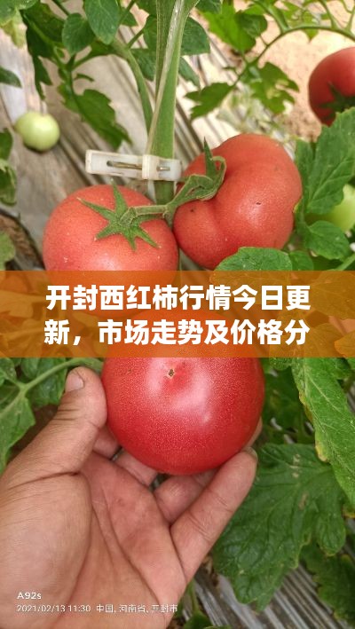 开封西红柿行情今日更新，市场走势及价格分析