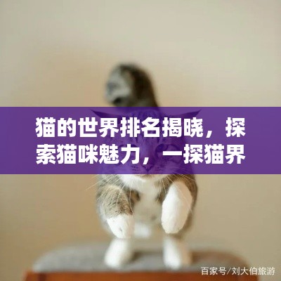 猫的世界排名揭晓，探索猫咪魅力，一探猫界奥秘