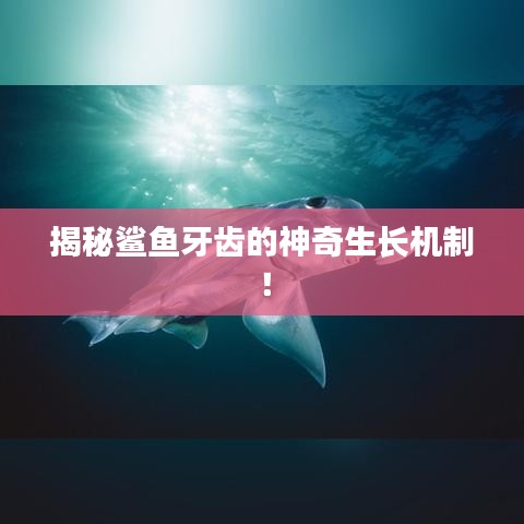 揭秘鲨鱼牙齿的神奇生长机制！