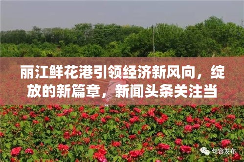 丽江鲜花港引领经济新风向，绽放的新篇章，新闻头条关注当地发展