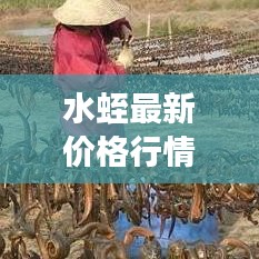 水蛭最新价格行情及市场趋势深度解析