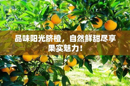 品味阳光脐橙，自然鲜甜尽享果实魅力！