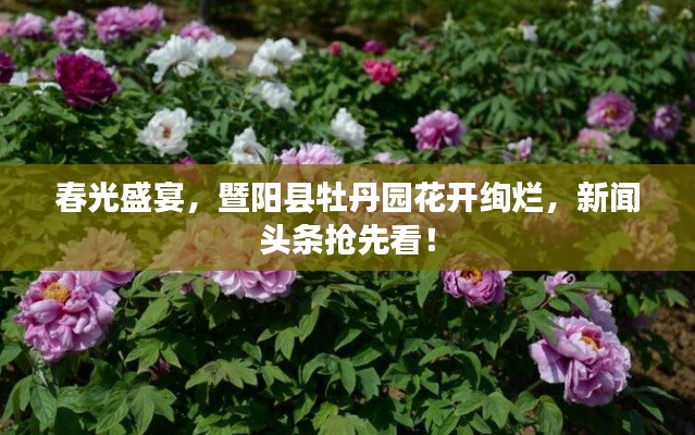 春光盛宴，暨阳县牡丹园花开绚烂，新闻头条抢先看！