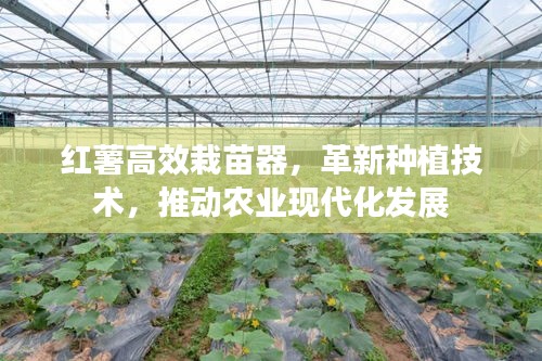 红薯高效栽苗器，革新种植技术，推动农业现代化发展